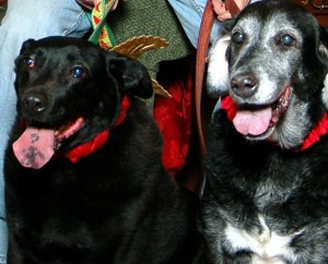 Poppy and Magnolia - My Sweet Christmas Angels!