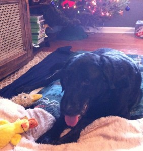 Mercury surrounded by his favorite duckies (post surgery) - Christmas 2012